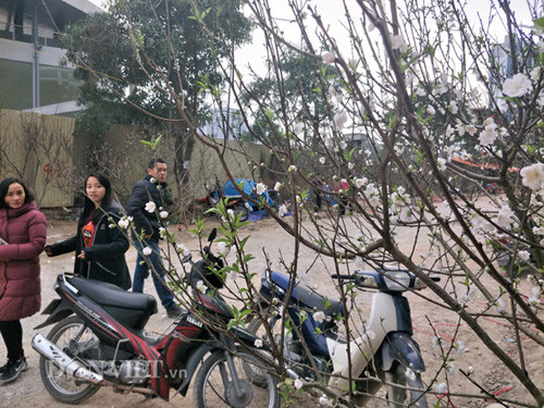 Hoa đào trắng hay còn gọi là bạch đào, đào tuyết... mang đặc điểm hình dáng giống hệt hoa đào bích Nhật Tân, chỉ khác về màu sắc.