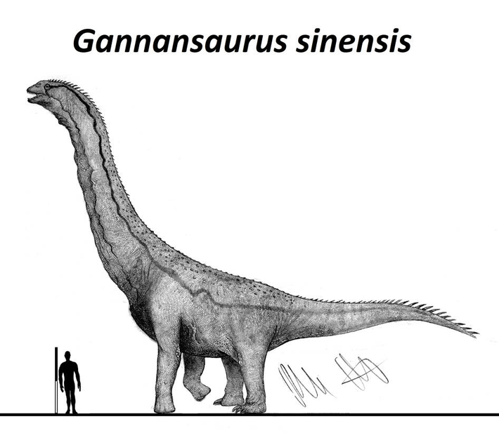 Trước đó, một loài sauropod khác là Gannansaurus sinensis cũng đã được tìm thấy trong khu vực này.