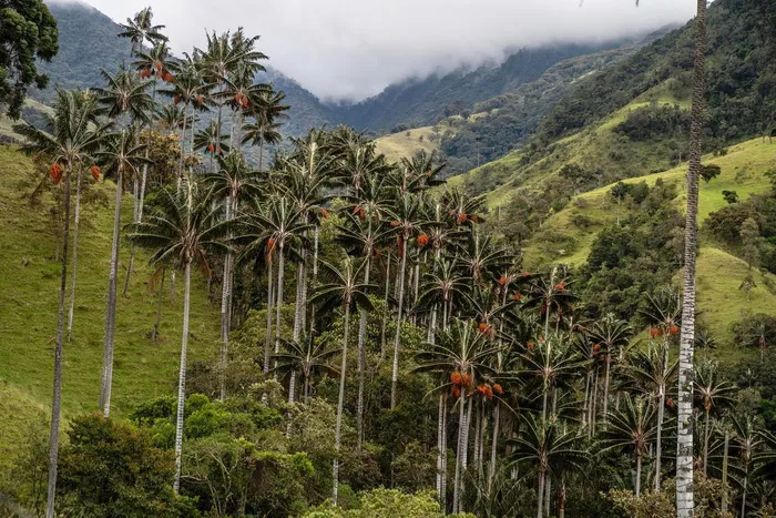 Cọ sáp Quindío không chỉ là nơi cung cấp môi trường sống cho vô số loài động vật khác nhau, bao gồm cả những loài vẹt quý hiếm đang bị đe dọa, mà còn có nhiều ứng dụng trong đời sống con người.