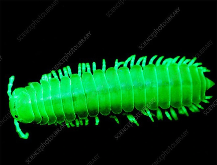 3. Cuốn chiếu: Trong 12.000 loài cuốn chiếu, có 8 loài có khả năng phát sáng màu xanh vào ban đêm. Ánh sáng của chúng là cảnh báo về chất độc cyanua có thể gây tử vong.