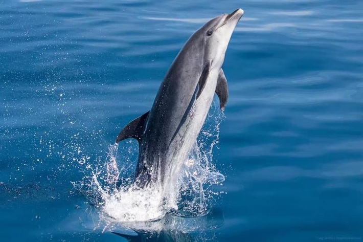 8. Cá Heo California (Vaquita): Loài cá heo này sống ở vịnh California và chúng cũng là động vật có nguy cơ tuyệt chủng do đánh bắt và mất môi trường sống.