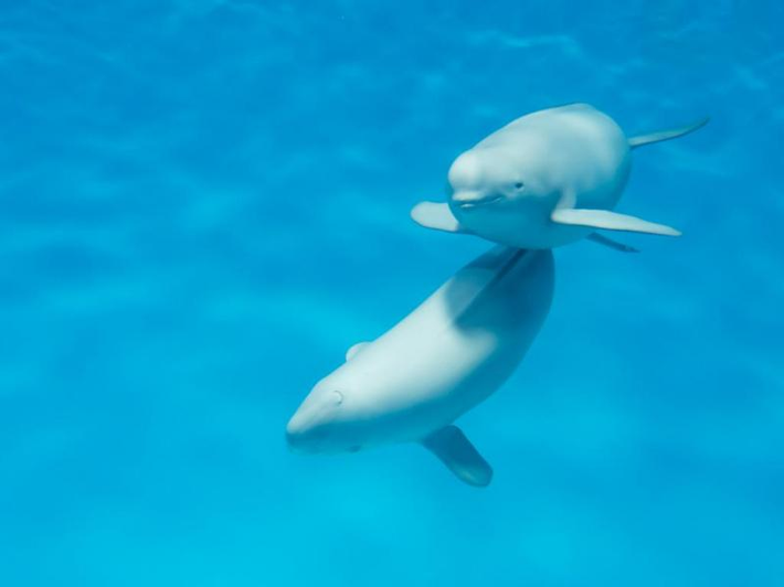 3. Cá Heo Không Vây Trường Giang (Yangtze Finless Porpoise): Loài cá heo này sống trong sông Trường Giang, gặp nguy cơ tuyệt chủng do công nghiệp, đánh bắt cá và thuỷ điện. Cuối năm 2006, loài này đã bị tuyên bố tuyệt chủng, là loài động vật có vú đầu tiên trở nên tuyệt chủng từ thập kỷ 1950.