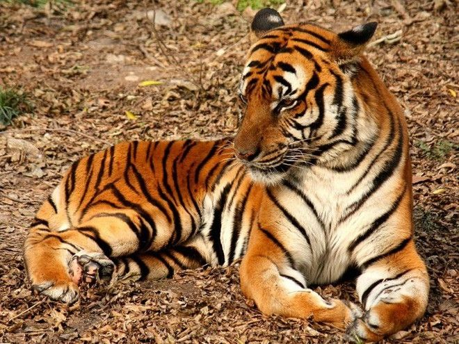 2. Hổ Hoa Nam (South China Tiger): Loài hổ này đang đối mặt với nguy cơ tuyệt chủng nghiêm trọng nhất thế giới. Hổ Hoa Nam bị săn bắt vì các bộ phận cơ thể và mất môi trường sống do phá hủy rừng.