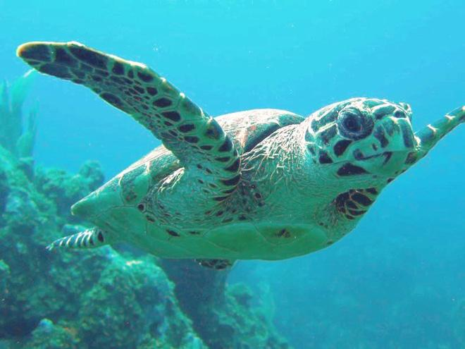 1. Đồi Mồi (Hawksbill Turtles): Loài động vật này sống chủ yếu ở các vùng biển nhiệt đới. Chúng đối mặt với nguy cơ tuyệt chủng do săn bắt, lấy trứng, và sử dụng mai. Đồi mồi từng phổ biến ở vùng biển Việt Nam.