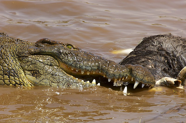 Cá sấu là các loài thuộc họ Crocodylidae.