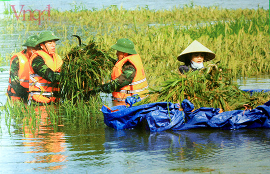 Bộ đội Quân đoàn 1 giúp dân gặt lúa chạy lũ.