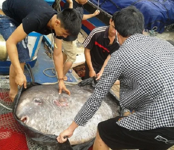 Anh Vương cho biết, lần đầu tiên anh và các thuyền viên thấy con cá mặt trăng to như vậy. Con cá này đã được các thuyền viên tiến hành liên hệ hiến tặng cho Bảo tàng thiên nhiên Việt Nam, phục vụ trưng bày và nghiên cứu. Ảnh: Tin Mới.