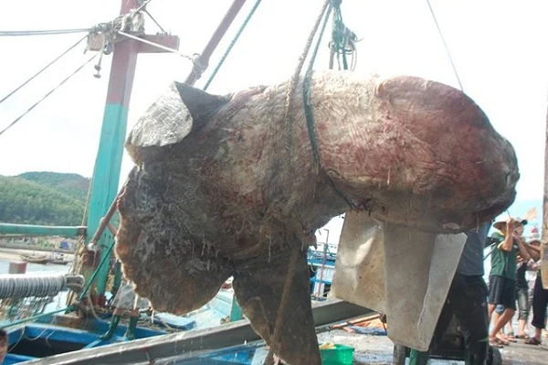 Vào sáng 23/8/2014, anh Nguyễn Minh Vương, ở xóm Đại Bắc, huyện Quỳnh Lưu đã trục vớt con cá mặt trăng quý hiếm nặng hơn 5 tạ, chiều dài 2,8m, bề rộng tính cả vây là 2,5m lên bờ. Ảnh: Tin Mới.