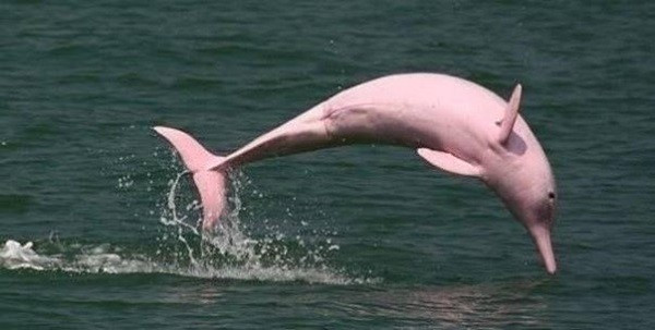 Trước đó, ngày 21/8, tại vùng biển Đồ Sơn có xuất hiện 1 cá thể cá heo Lưng Gù Thái Bình Dương, màu hồng. Đây là loài cá quý hiếm, được liệt kê trong sách đỏ của Việt Nam ở mức nguy cấp (EN).