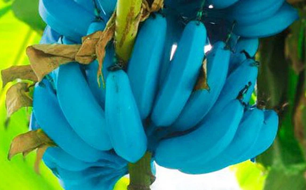 Dù vô cùng đặc biệt nhưng đáng tiếc là bạn khó có thể tìm thấy giống chuối này ở nơi khác ngoài Hawaii.