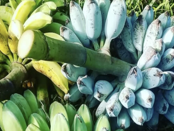 Còn hương vị chuối thì đậm mùi vani cùng vị ngọt tự nhiên. Chính vì vậy mà nó còn có tên gọi khác là chuối Ice Cream (tạm dịch: chuối Kem).