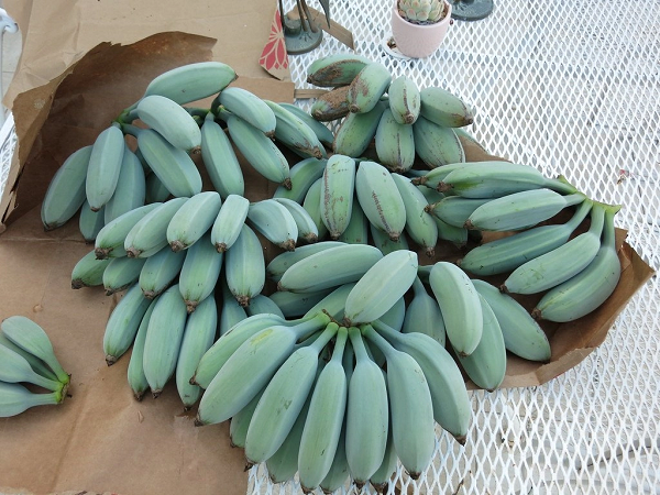 Dù chỉ có ở Hawii nhưng vào những năm gần đây, nhờ sự phổ biến của công nghệ và mạng lưới Internet, chuối Blue Java đã được bày bán rộng rãi hơn.