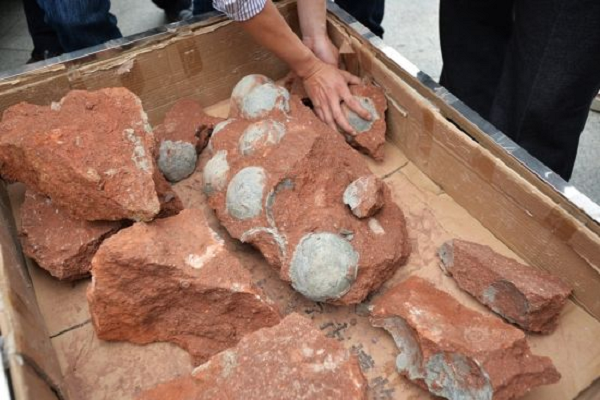 Đầu tiên, các nhà khoa học phân tích những mẫu phôi hóa thạch từ 2 loài khủng long: Protoceratops (loài này có kích cỡ của một con vịt với trứng rất nhỏ nặng khoảng 194 gram), và một loài khổng lồ Hypacrosaurus (trứng của chúng nặng tới 4kg).