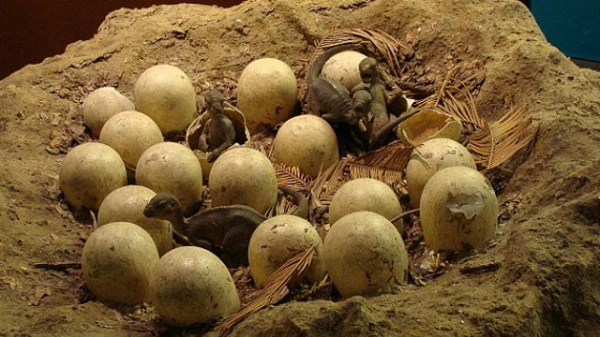 Với phương pháp này, các nhà khoa học đã xác định được trứng của Protoceratops mất 3 tháng để nở, trong khi thời gian đó ở Hypacrosaurus là 6 tháng.