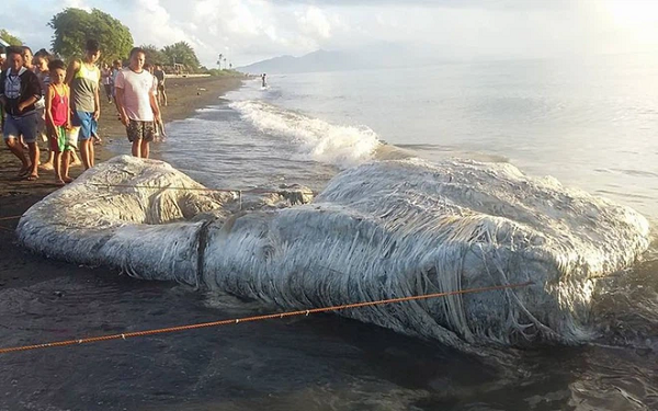 Cư dân ở tỉnh Oriental Mindoro của Philippines đã có một phen hết hồn trước sự xuất hiện của một con quái vật lông lá khổng lồ dài 6m, đang bốc mùi hôi thối vào tháng 5 năm 2018. Sau đó, các nhà khoa học giải thích rằng đây là phần còn lại của một con cá voi.