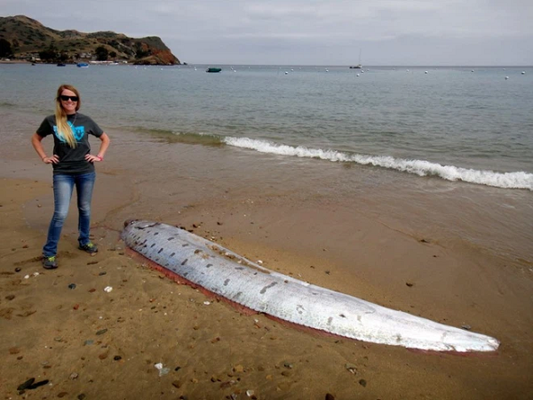 Vào tháng 6 năm 2015, một bãi biển trên đảo Catalina, California đã xuất hiện một cảnh tượng hiếm thấy: một con cá mái chèo biển sâu khổng lồ. Những con cá này thường sống ở vùng biển sâu. Con cá dạt vào bờ có chiều dài ấn tượng là 4 m.