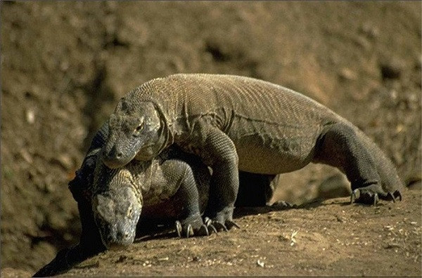 Rồng Komodo săn mồi bằng cách cắn và “tiêm” chất độc vào cơ thể con mồi. Vì thân hình cồng kềnh nên chúng sẽ để con mồi bỏ chạy. Tuy nhiên, con mồi đó sẽ dần bị tê liệt do tác dụng của nọc độc.