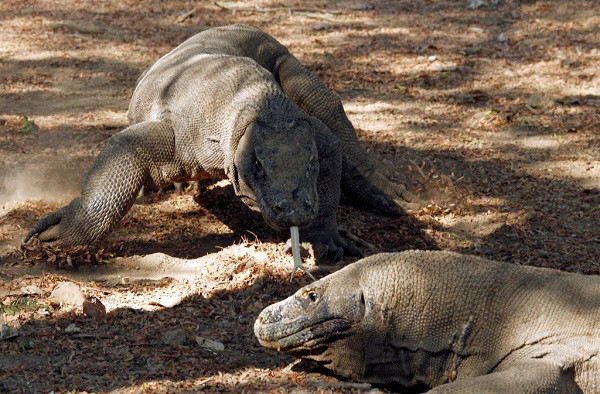 Vốn là loài ăn thịt hung dữ, rồng Komodo sở hữu bộ hàm cực khỏe, hàm răng cưa giống răng cá mập; đặc biệt, loài "hậu duệ của khủng long" này cực kỳ “phàm ăn”. Rồng Komodo rất phàm ăn và món ăn yêu thích của chúng là các loại thịt.
