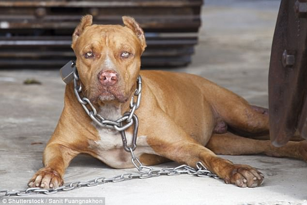 Vầng trán và phần gò má của Pitbull trông khá gồ ghề, phần mõm dài, chảy xệ, xếch nhẹ lên để lộ hàm răng nhọn với chiếc lưỡi đỏ ửng khiến bất cứ ai nhìn vào cũng có thể cảm nhận được sự đáng sợ của nó.