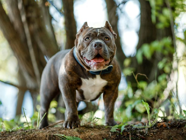 Ngoài ra, Pitbull là loài chó trung thành với chủ. Chúng sẽ sẵn sàng lao tới bảo vệ chủ trong bất cứ tình huống nào dù là nguy hiểm nhất. Đây là một trong những đặc tính tốt ở chó Pitbull.