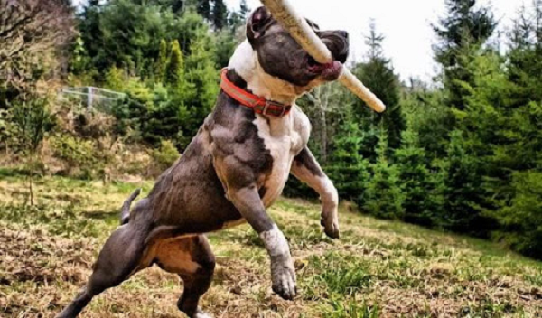 Pitbull trông rất lầm lì và dữ tợn với đôi mắt trợn ngược, hai tai hình tam giác dựng thẳng đứng. Vũ khí đáng sợ nhất của Pitbull chính là hàm răng đặc biệt. Giải phẫu hộp sọ của chó Pitbull, các nhà khoa học nhận thấy xương hàm của Pitbull cũng cấu tạo gần giống các giống chó khác, không hề có cơ chế khóa như đồn đại.