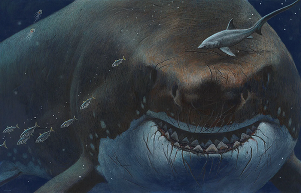 Về khối lượng cơ thể, có giả thuyết đưa ra rằng, siêu cá mập Megalodon có thể nặng từ 12.6 đến 33.9 tấn đối với con đực. Còn con cái có thể nặng tới 27.4 đến 59.4 tấn.