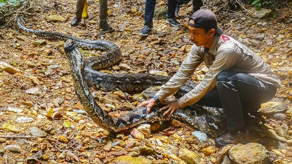 Sau đó, đội cứu hộ động vật hoang dã của Trung tâm Bảo tồn Tự nhiên Riau (BBKSDA) đã thả con trăn to lớn này vào nơi hoang dã cách xa khu dân cư. Được biết, nhóm giải cứu đã phải đi bộ tới hơn 1 tiếng vào rừng sâu để thả con trăn này.