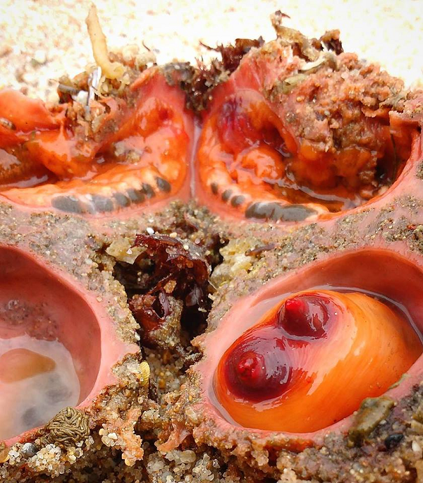Người ta đã khám phá ra máu của loài Pyura Chilensis chứa lượng vanađi gấp 10 triệu lần so với nước biển. Tuy vậy, các nhà khoa học vẫn chưa tìm ra được vai trò của nguyên tố hóa học này trong sự phát triển của sinh vật biển hòn đá sống này.