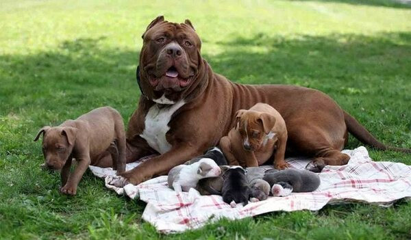 Chỉ từ năm 2005 đến 2015, loài chó Pitbull đã giết chết 232 người Mỹ (tức là trung bình 1 người trong 17 ngày). Còn ở nước Anh thì loài chó này đã bị cấm nuôi.