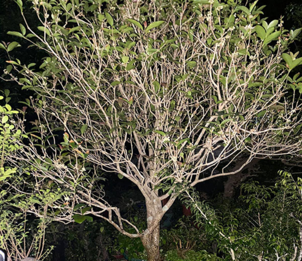 Cây Mộc Hương có tên khoa học là Osmanthus Fragrans, được biết đến dưới nhiều tên gọi khác nhau như cây Quế hoa, cây hoa Mộc, cây Mộc tê,... Đây là loài thực vật vốn có nguồn gốc từ châu Á, xuất hiện nhiều ở Đài Loan, Trung Quốc và Việt Nam.