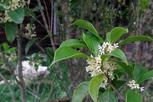 Cây Mộc Hương có thể sống rất lâu, điều này tượng trưng cho sự trường tồn, bền bỉ với thời gian, mang ý nghĩa rằng dù cho có khó khăn thế nào thì con người cũng sẽ thích nghi và vượt qua được.