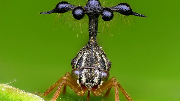 Sau này nó sẽ chiếm lấy tâm trí và cơ thể của kiến đục gỗ - Camponotus rufipes, biến chúng thành thây ma. Sau khi chết đi nó lại trở thành môi trường để nấm tiếp tục phát triển.