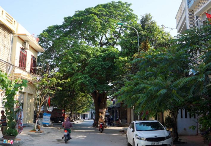 Tại ngã tư Ngô Quyền - Nguyễn Công Trứ, phường Bắc Sơn (thị xã Sầm Sơn, Thanh Hóa), một cây vông cổ thụ mọc giữa đường. Ảnh: Zingnews.