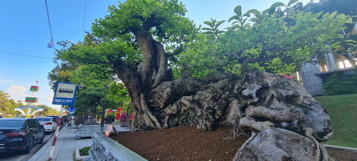 Gốc bonsai với tuổi đời hàng trăm năm gợi nhớ về cây quăng rừng lúc lỉu quả chín, nhuộm đỏ cả cành những ngày hè năm nào.