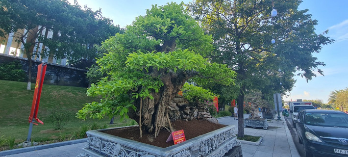 Ngay tại triển lãm sinh vật cảnh khu vực miền Trung - Tây Nguyên năm nay, nơi quy tụ đủ loại cây cảnh tiền tỷ thì quăng bonsai cũng chỉ đếm trên đầu ngón tay.