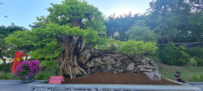 Tác phẩm bonsai độc đáo khiến nhiều người thích thú.