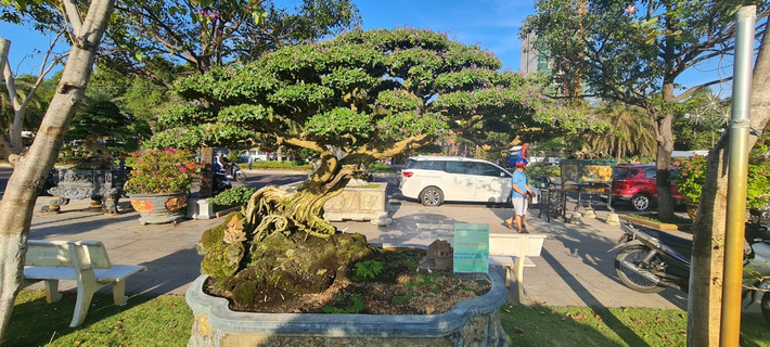 Cây linh sam hay còn được gọi là cây sam núi là loại cây cảnh bonsai được nhiều người yêu thích với giá trị thẩm mỹ và phong thủy cao.