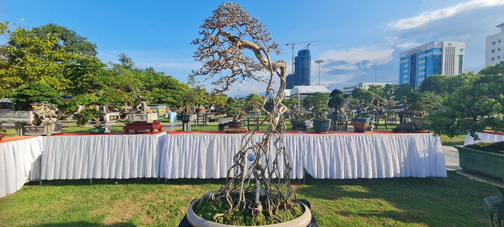 Một tuyệt phẩm sam núi bonsai được trưng bày tại Triển lãm và hội thi sinh vật cảnh khu vực miền Trung - Tây Nguyên mở rộng năm 2023 tại Quy Nhơn, Bình Định.