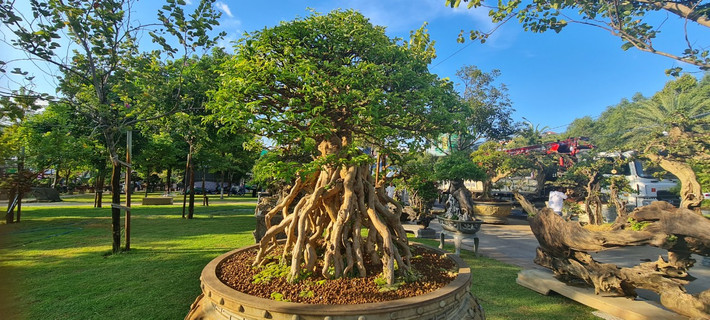 Si có rễ phụ mọc ra từ thân và cành. Các rễ phụ này phát triển rất dài theo thời gian đâm xuống đất với mục đích hút nước và chất dinh dưỡng trong đất để nuôi cây. Sau khi đâm xuống đất các rễ phụ này càng to, mập, xù xì nhìn như những thân cây nhỏ.