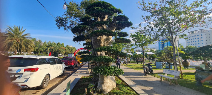 Duối là một trong những cây thân gỗ có tuổi thọ rất cao, theo quan niệm dân gian, đây là loại cây ban tài phát lộc, mang đến sự may mắn.