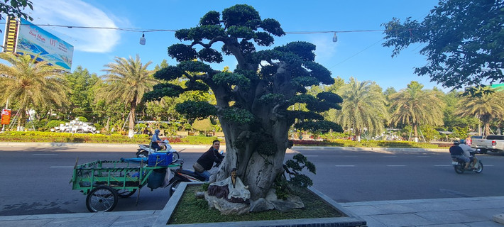 Hầu hết các gốc duối đều có tuổi đời hàng trăm năm, được chủ nhân chăm chút kỹ lưỡng.