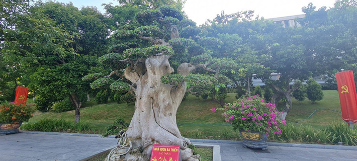 Nhiều gốc duối cổ được định giá cả tỷ đồng.