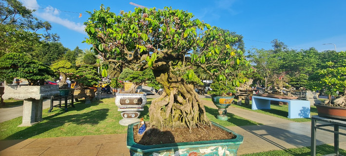 Hoa và trái chi chít trên gốc khế bonsai.
