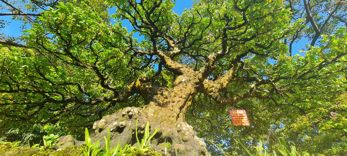 án cây rộng xòe ra như rồng bay phượng múa.