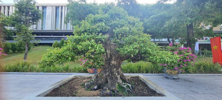 Một gốc khế khác đang được trưng bày tại triển lãm năm nay.
