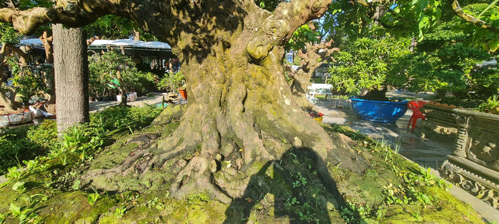 Gốc khế mang màu sắc cổ kính, rêu phong, rễ lồi khỏi mặt chậu và có nhiều u cục. Bộ rễ lồi và nhiều hang hốc đã tạo nên giá trị đặc biệt của gốc khế.