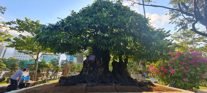 Ngoài me, thị cũng là loại cây được nhiều người ưa chuộng. Cây thị là loại thân gỗ, có tuổi thọ cao. Thị có thể sống đến vài trăm năm hoặc cũng có thể là cả ngàn năm tuổi.