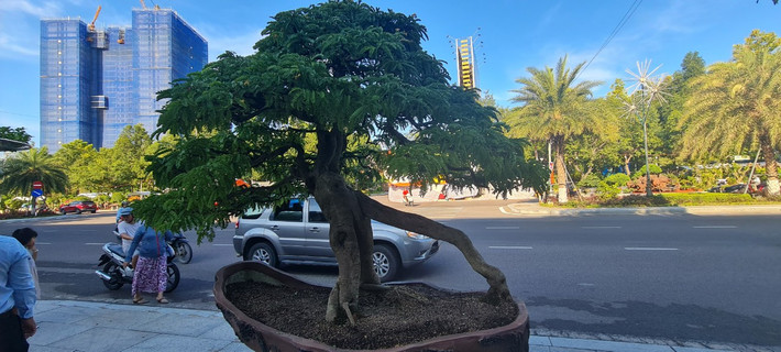 Cây me có hình dáng độc lạ được mang đến Triển lãm và hội thi sinh vật cảnh khu vực miền Trung - Tây Nguyên mở rộng năm 2023 tại Quy Nhơn.