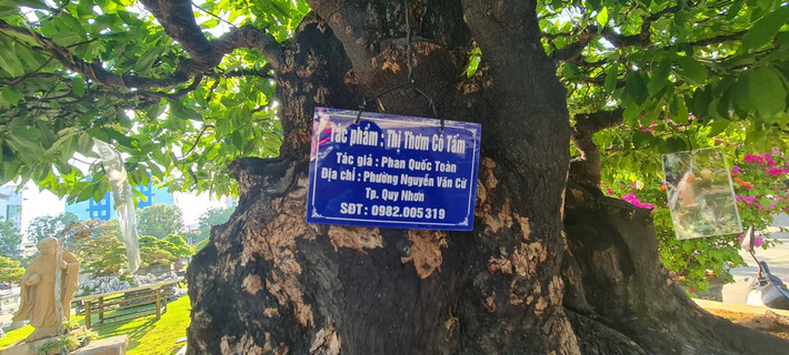 Cận cảnh gốc thị cổ thụ có tên Thị thơm cô Tấm được trưng bày tại Triển lãm và hội thi sinh vật cảnh khu vực miền Trung - Tây Nguyên mở rộng năm 2023.