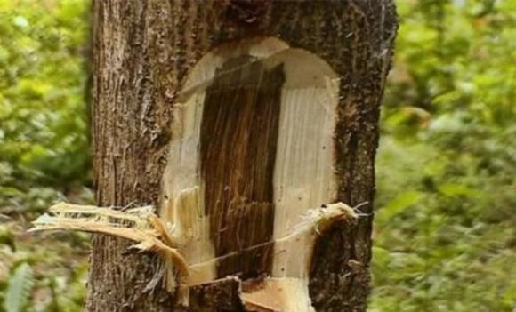 Trong thế giới tự nhiên, có những vật liệu quý giá vượt qua ranh giới của một nguyên liệu thông thường để trở thành biểu tượng của sự giàu có, nghệ thuật và văn hóa. Gỗ mun, được mệnh danh là “vàng xanh”, là một trong số đó. Với giá trị lên tới 20 tỷ đồng/kg, loại gỗ này không chỉ đại diện cho sự xa hoa mà còn kể câu chuyện hàng triệu năm của Trái Đất. (Ảnh: Thương Hiệu và Pháp Luật)